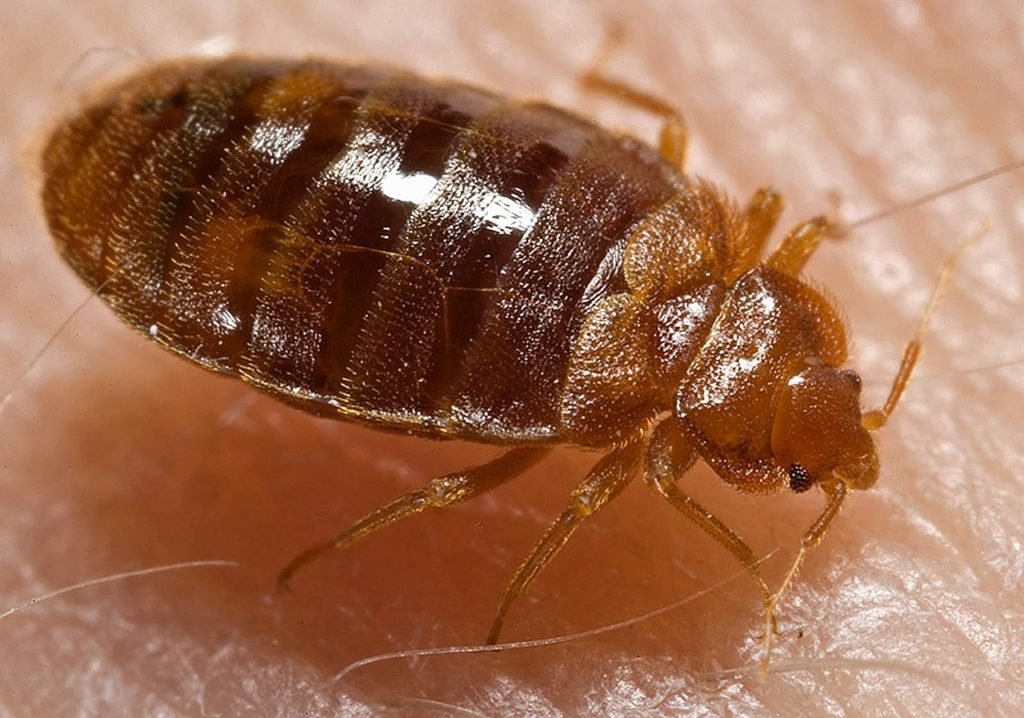 bed bug control modesto