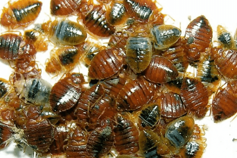 roach control modesto ca